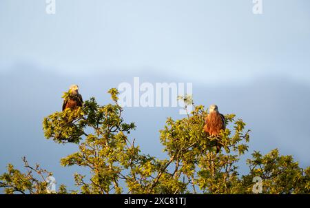 Gros plan de deux cerfs-volants rouges perchés dans un arbre Banque D'Images