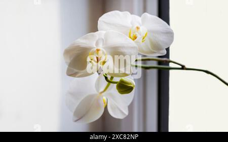 Fleur d'orchidée blanche sur une fenêtre avec un beau fond Banque D'Images