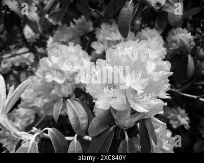 Fleurs de rhododendron fleurissant au début de l'été, conversion en noir et blanc. Banque D'Images