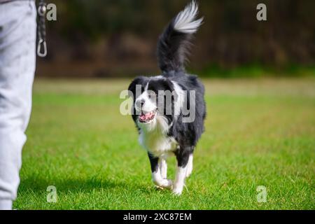 Chien Border Collie courant dans le parc. Canine mâle de race pure jouant sur l'herbe verte, arbres en arrière-plan Banque D'Images