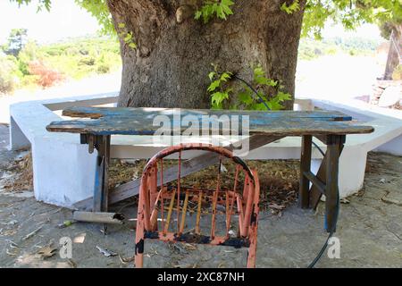 Ancien arbre à plan grec sur Samos, Grèce Banque D'Images