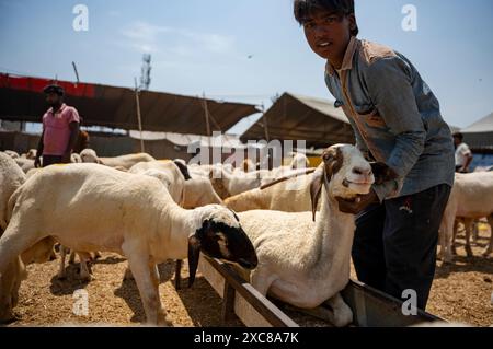 Srinagar, Inde. 15 juin 2024. Un vendeur de bétail montre un mouton en attente de vente sur un marché au bétail devant Eid ul-Adha à Srinagar. Eid-ul-Adha, également connu sous le nom de 'Festival du sacrifice' ou Bakr Eid, est un festival islamique important observé dans le monde entier. Il marque le point culminant du pèlerinage annuel du Hajj à la Mecque et honore l'obéissance du prophète Ibrahim, qui était prêt à sacrifier son fils Ismail sur le commandement d'Allah. Les musulmans commémorent cet événement en sacrifiant des animaux. (Photo par Idrees Abbas/SOPA images/SIPA USA) crédit : SIPA USA/Alamy Live News Banque D'Images