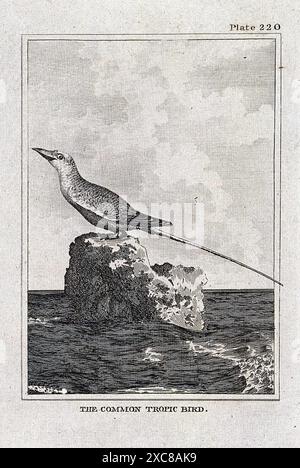 Il s'agit d'une gravure en noir et blanc représentant un oiseau tropique commun perché sur un rocher dans l'océan. L'oiseau a une longue queue et regarde à gauche de l'image. Le fond comprend une côte rocheuse et un ciel nuageux. L'image fait partie d'une plus grande collection d'illustrations d'histoire naturelle. Banque D'Images