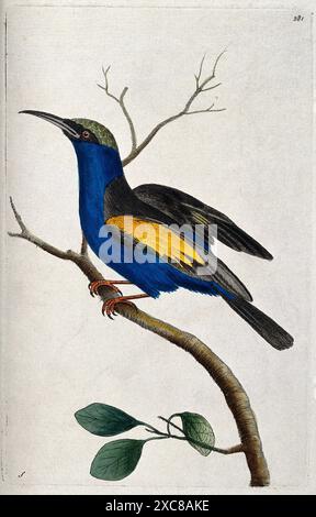 Gravure détaillée d'un mangeur d'abeilles, peut-être un apitre Merops, perché sur une branche aux feuilles vertes. L'oiseau est représenté dans des couleurs vives, mettant en valeur son plumage bleu, noir et jaune. L'œuvre d'art est exécutée avec une grande précision et détail, capturant la beauté et l'élégance de l'apiculteur. Banque D'Images