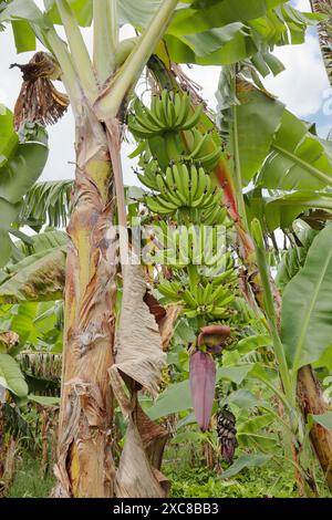 Bâtiment militaire abandonné adjacent au musée Morne Fortune et à la galerie d'art Banque D'Images
