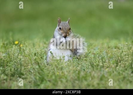 Écureuil gris de l'est (Sciurus carolinensis) assis dans une arrière-cour mangeant de la nourriture. Banque D'Images