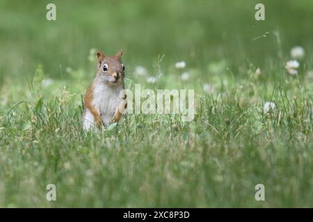 Petit écureuil roux américain assis dans l'herbe dans une pelouse de banlieue Banque D'Images