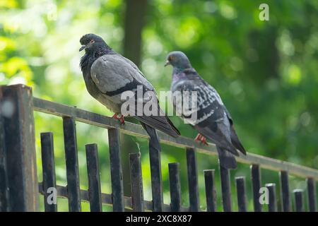 Deux pigeons assis sur une clôture dans la ville. Oiseaux Banque D'Images