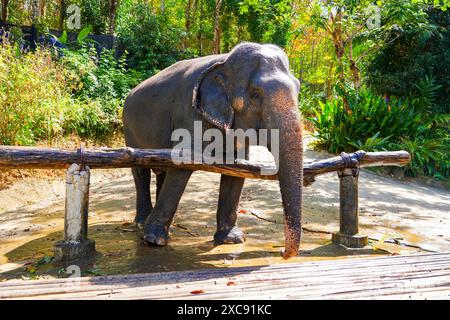 Éléphant d'Asie présenté au Chalong Elephant Retirement Centre, sur la colline du Grand Bouddha de Phuket dans le sud de la Thaïlande Banque D'Images