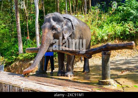 Éléphant d'Asie présenté au Chalong Elephant Retirement Centre, sur la colline du Grand Bouddha de Phuket dans le sud de la Thaïlande Banque D'Images