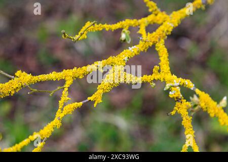 Lichen jaune Xanthoria parietina sur une branche d'arbre, Kent Downs, Angleterre Banque D'Images