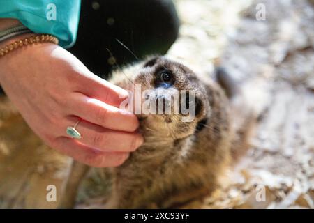 Femme caressant une suricate à The animal Experiance, Stretham, Angleterre Banque D'Images