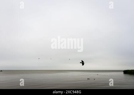 Paysage à la lagune de Curonian par un jour sombre Banque D'Images