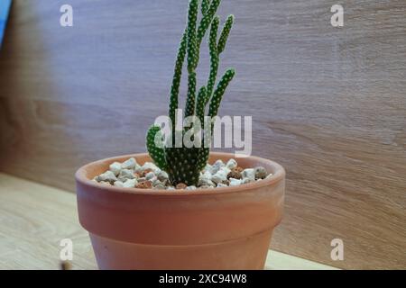 Plante, plante d'intérieur Cactaceae,Opuntia, cactus de barbarie, Polka Dots、Polka Dot Cactus、ailes d'ange、lapin miel、oreilles de lapin, oxygène, photo du jour, Banque D'Images