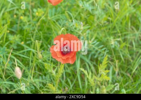 Fleur de coquelicot printanier dans un champ ou une prairie Banque D'Images