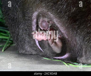 Prague, République tchèque. 15 juin 2024. Jeune femme wombat Mersey avec mère au zoo de Prague le 15 juin 2024, Prague, République tchèque. Crédit : Michal Krumphanzl/CTK photo/Alamy Live News Banque D'Images