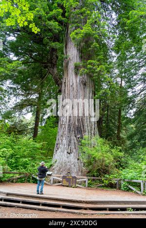 Un touriste prenant des photos devant le Big Tree Wayside dans le parc national de Redwoods Prairie Creek dans le parc national de Redwood. Orick, Californie. Banque D'Images