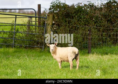 Moutons en pâturage. Un mouton solitaire se tient dans un champ vert, clôturé avec des arbres en arrière-plan, pendant la journée. Banque D'Images