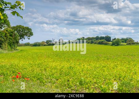 Culture de couverture dans un champ dans la campagne britannique dans le nord du Norfolk Banque D'Images