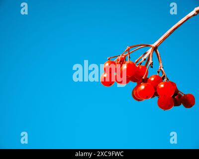 Baies rouges sur une branche contre un ciel bleu, lumière du jour, scène de la nature, concept de croissance, l'humeur est vibrante. Grappe de baies rouges, branche mince, claire Banque D'Images