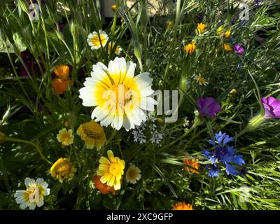 Belle prairie de fleurs sauvages dans le jardin en été Banque D'Images