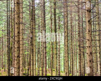 Un peuplement dense de pins dans une forêt suédoise, avec la lumière du soleil filtrant à travers les branches, créant un effet tapissé sur le sol de la forêt. Le trun Banque D'Images