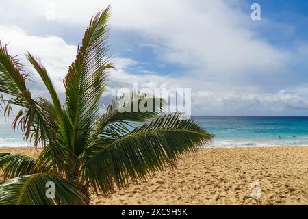 Un grand palmier se dresse sur une plage de sable donnant sur l'océan en arrière-plan, créant un paysage tropical serein et tranquille Banque D'Images