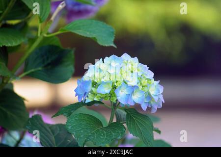 Inflorescence d'Hydrangea macrophylla avec fleurs bleues avec un centre jaune. hortensia globulaire bicolore pendant la floraison estivale dans le jardin. Banque D'Images