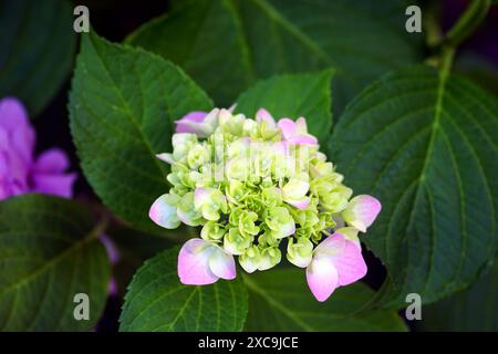 Une fleur d'hortensia macrophylla commence à fleurir parmi le feuillage vert. Inflorescence hortensia rose pâle au début de la floraison. Banque D'Images