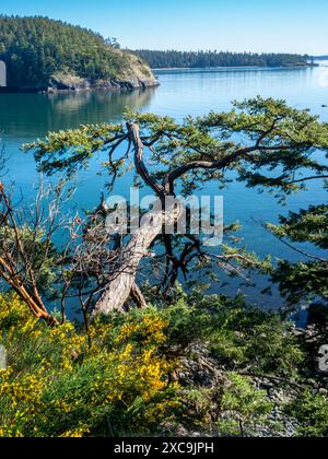 WA25323-00...WASHINGTON - arbres poussant sur la colline escarpée au-dessus de Bowman Bay dans le parc national de Deception Pass. Banque D'Images