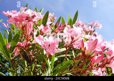 La couronne d'un laurier rose fleuri sur fond d'un ciel bleu sans nuages. Fleurs roses de Rosebay poussant dans la rue d'une ville du sud Banque D'Images