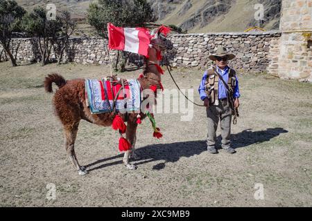 Sibayo, Pérou - 5 décembre 2023 : un lama habillé aux couleurs péruviennes et drapeau national. Arequipa, Pérou Banque D'Images