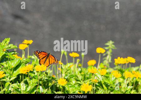 Vue à angle bas de papillon sur fond de fleur avec blac qui peut être utilisé pour l'espace de copie. Banque D'Images