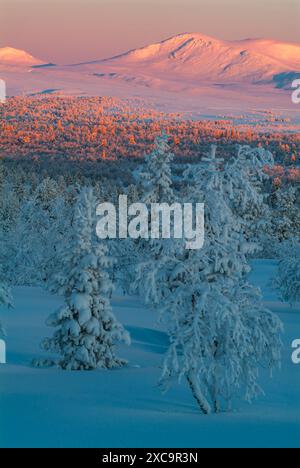 Un magnifique lever de soleil peint le ciel avec des teintes roses sur une forêt enneigée en Scandinavie. Les arbres chargés de gel se tiennent grands dans l'air froid de l'hiver, h Banque D'Images