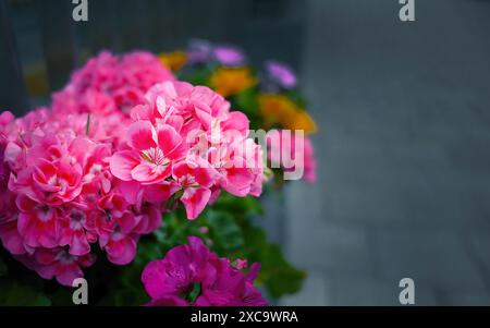 Gros plan pélargonium de géranium rose, fleurs de pélargonium ou de Storksbill, pélargonium de feuille de lierre, couleur vibrante, mise au point sélective avec fond sombre pour Banque D'Images