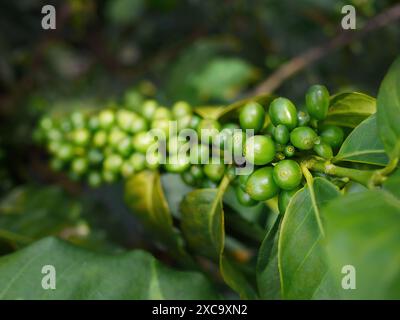 Grains de café vert, buisson de café, grains de café non mûrs sur l'arbre de café, caféine naturelle, mise au point sélective avec fond flou, espace de copie pour adverti Banque D'Images