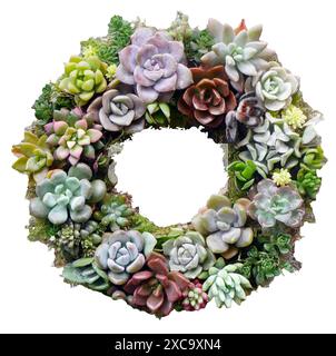 Couronne de cactus isolée succulentes fond blanc avec chemin de découpage, arrangement de fleurs, produit d'intérieur, décoration à la maison, pour la décoration suspendue Banque D'Images