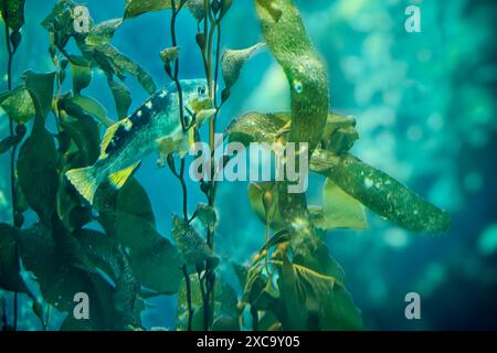 Poisson rocheux à queue jaune (Sebastes flavidus), ou perche à queue jaune, nageant dans les algues sous l'eau. Banque D'Images