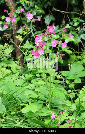 Campion rouge (Silene dioica) dans les prairies des Cotswold Hills. Gloucestershire Royaume-Uni Banque D'Images
