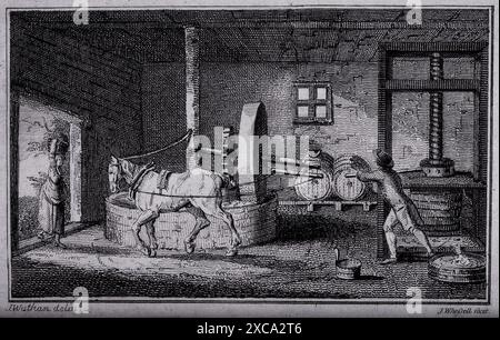 Gravure en noir et blanc représentant un moulin à cidre à cheval en activité, probablement en Angleterre, datée de 1791. L'image montre un cheval attelé à une grande roue, le tournant pour écraser des pommes. Un homme se tient à proximité, guidant les barils et supervisant le processus. Une fenêtre en arrière-plan permet à la lumière d'éclairer la scène. Banque D'Images