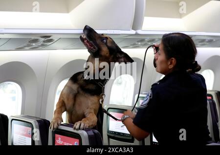 U.S. Customs and Border protection, Office of Field Operations, Canine Officer à l'aéroport John F. Kennedy (JFK) Queens, New York inspecte les compartiments des avions et les zones passagers évacuées. Les membres de l'AST sont formés pour localiser toute substance illégale qui aurait pu être cachée à bord par les passagers ou les employés le 16 août 2022. Photo CBP de Jaime Rodriguez Sr Banque D'Images