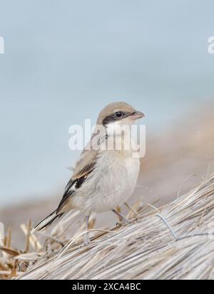 grande crevette grise Banque D'Images