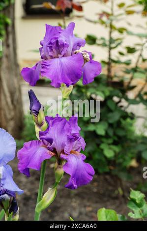 Iris lilas, germanica iris gros plan dans le jardin. Fond floral printanier atmosphérique. Bannière solaire avec espace de copie. Délicat délicat fleurs d'iris délicates Banque D'Images