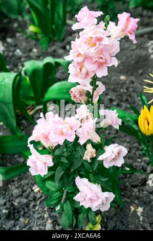 Fleur de snapdragon, belle fleur de dragon Antirrhinum majus fleurit dans le jardin. Fond naturel, jardin, fleurs sauvages. Banque D'Images