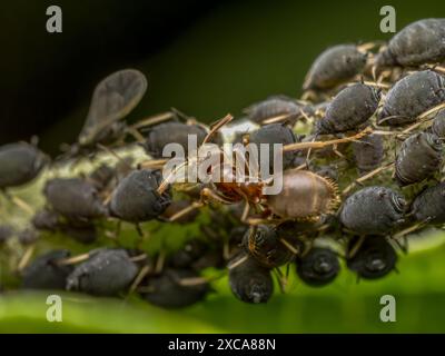 Gros plan de colonie de pucerons et de fourmi brune Banque D'Images