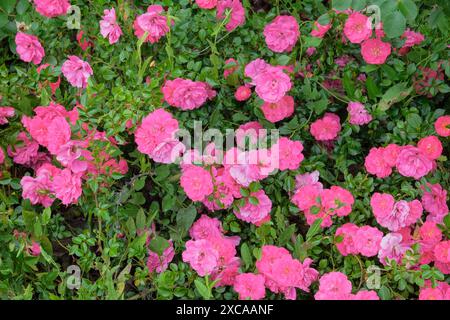 Fond de roses dans le jardin de fleurs. Arôme rose hip flowerson Bush dans le jardin. Romantique Rose Valley. Banque D'Images