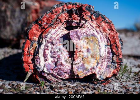 Vue rapprochée d'une section de tronc d'arbre cristallisé Banque D'Images