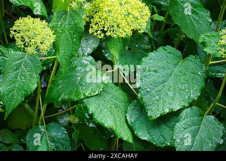 Feuilles d'une hortensia boule de neige sous la pluie, allemagne, Mönchengladbach Banque D'Images