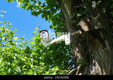 Une caméra de sécurité blanche est montée sur une branche d'arbre, l'objectif de la caméra étant orienté vers l'avant. Une caméra cachée dans la nature. Banque D'Images