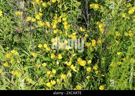 De nombreuses fleurs sauvages en forme de goutte de soleil dans les prairies de somme Prairie nature Preserve à Northbrook, Illinois Banque D'Images